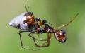 Argyrodes sp.